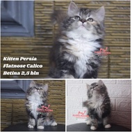 Kucing Kitten Persia Calico