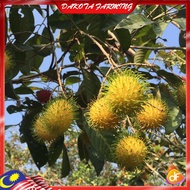 Anak Pokok Rambutan Gading Pokok Hybrid