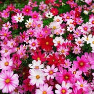 Gesang Flower [Cosmos Seeds] 2,000 Gesang Flower [Cosmos Seeds] Balcony Courtyard Indoor Potted Plan