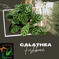 Calathea Fishbone LUSH Live Plants