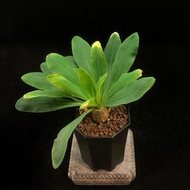 SG3384-精品念珠大戟/稀有品種🔥多肉植物小盆栽禮物🔥