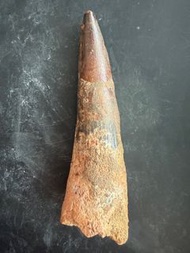 棘龍-牙齒化石 超大隻