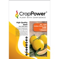 Benih Golden Melon ML1388 Golden Sweet Sea F1 Hybrid Melon Crop Power - ( 500 seeds ) 👍 💯