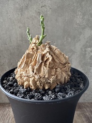 龜甲蘿藦 多肉植物 塊根 盆栽 仙人掌