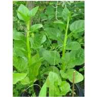 green Malabar spinach seed (Basella alba)