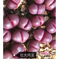红大內玉种子 Lithops optica ‘Rubra’生石花属lithops seed fresh seed bunga benih，会开花. ready stock现货植物种子（apple9442)