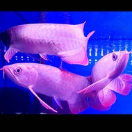 Banjar red arowana 18cm-20cm / arowana banjar red / ikan kelisa / live fish / ikan hidup / ikan hias