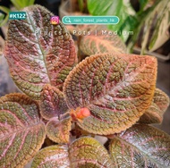 [第1張是喜蔭花🌺] 極品閃電紋水晶花燭 | 紫芯黑葉魔芋 | 大麥克蔓綠絨 | 喜蔭花 | 迷彩粗肋草 | 薄荷仙洞龜背竹 | 深底色銅鑼燒花燭 | 極黑奢華火鶴花燭 | 秋海棠 |