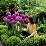 จุดที่ประเทศไทย 100 แคปซูล ต้นหอมดอกใหญ่ (Allium giganteum Seeds) เมล็ดดอกไม้ ต้นไม้ประดับ ต้นดอกไม้