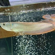 Terlaris Ikan Arwana Silver Red Punggung Merah Super Size 30 / 35 Cm