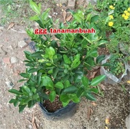 Bibit jeruk sonkit sudah berbuah banyak