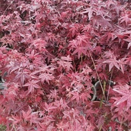 Maple Tree /Pokok Maple Daun Merah/Pokok Hidup