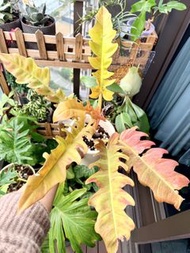 【綠植】黃金火之戒蔓綠絨 Philodendron 'Ring of Fire'中大型盆栽