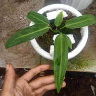 tanaman hias anturium waroqueanum/anturium lidah gajah (remaja)