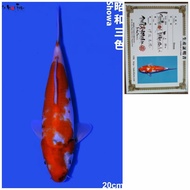 Ikan Koi Jenis Showa Import 20cm Ikan Koi Impor Farm ISA Murah Showa