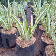 Tanamam hias bunga Agave gigantea daun kuning