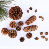 [READY STOCK MSIA] Natural Pine Cone (US Pine Cone / Spruce Pine Cone) 天然松果 (美国松 / 云杉松)