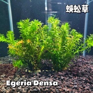GPS Aquatic Plant Egeria Densa