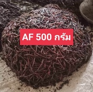 ไส้เดือน AF บรรจุ 500 กรัม