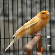 burung kenari orange bahan riwikan jantan