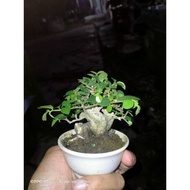 DISCOUNT!! Bonsai Serut Mini