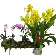 Modern Tabletop 4 in 1 Mix Orchid Arrangement in Metal pot
