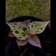 anthurium hokeri pink Dalmations ( polkadot )