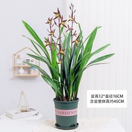 Flower Weng Precious Flower Orchid Fragrant Orchid Seedling Blue Black Black Flower Indoor Flower Green Plant Pot