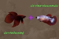 ปลาจีนเพศผู้ + ปลากัดฮาฟมูนเพศเมีย 1คู่  สีสันเต็ม ไข่แน่น พร้อมรัด ****มีบริการเก็บเงินปลายทาง