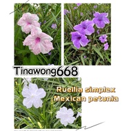 Ruellia simplex| mexican petunia  pokok hidup outdoor | purple / pink / white live plant