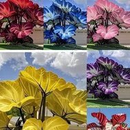 Leaf Viewing Elephant Plant Seed Leaf Cold-Resistant Taro Ball Ear Courtyard Flower Colorful Seed Se