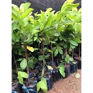 4 MONTHS QUEEN GUAVA TREE GIVES FRUITS (with free fertilizer)