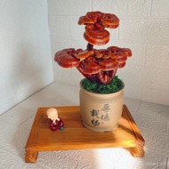 （💕💕1875人收藏）灵芝纯天然灵芝盆景办公室养植物观赏美观灵芝摆件 KALU