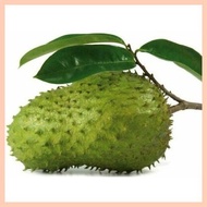 ✼ ▦ ☩ Guyabano Soursop Seeds 10seeds