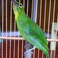 burung cucak ijo betina siapan mapan dewasa
