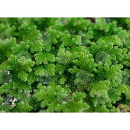 Fairy moss/Mosquito ferns Azola (Azolla microphylla) floating aquatic plant/ tumbuhan air akuatik/ A