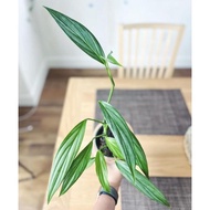 Tanaman hias Epipremnum Amplissimum silver / philodendron amplisimum