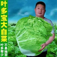 余記丶葉多寶大白菜種籽火鍋白菜高產特大老品種春夏秋四季種子 孑秋季播