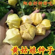 東北姑娘果新鮮姑娘果甜菇娘燈籠果大果甜菇娘種子