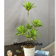 Fake tree - Phat Tai tree with 3 branches, 5 branches for interior home decoration, decorative fake 