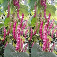 30pcs BUNCIS BATIK PINK buncis merah buah lebat