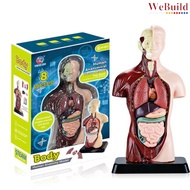 Human Body Anatomy Model 人体器官模型 儿童早教科学科普教具小学生 Children Early Learning Science Organ Model Badan WeBu
