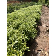 POKOK BUNGA JASMIN DAUN BATIK THAI MURAHH