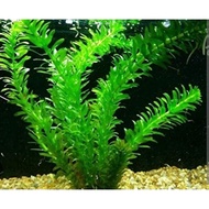 Egeria Densa for aquarium
