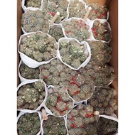 Songxia Cactus Home Potted Plants] Green Plants Group Raw Flowers [Succulents Base Direct Supply EI3