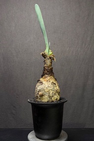 塊根植物 巨鳳之卵