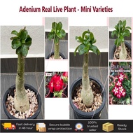 Ready Stock Adenium Real Live Plant With Plastic Pot 1 Set 2 Plant / Pokok Bunga Hidup Adenium Kembo