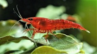 Red Cherry Neocaridina shrimp x 10 pcs by [3k Aquatic]