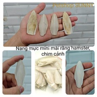 Squid cysts (6-8cm) calcium supplement for grinding hamsters, ornamental birds, hermit crabs, budgie