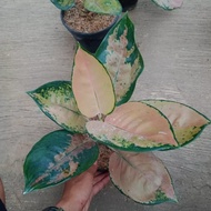 Tanaman hias aglonema sultan brunei/tanaman aglonema/pohon aglonema